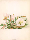 Evening Primrose (expired - suitable for soap making)