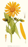 Arnica, Infused (expired - suitable for soap making)